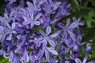 Agapanthus 'Moonlight Star'