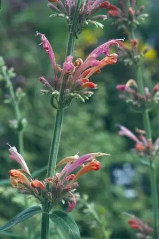 Agastache 'Painted Lady'