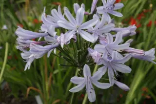 Agapanthus 'Paris'