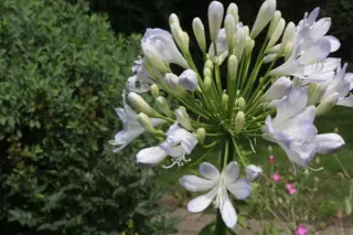 Agapanthus 'Phantom'