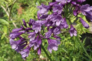 Agapanthus 'Poppin Purple'