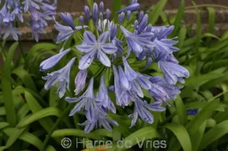 Agapanthus praecox orientalis