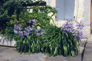 Agapanthus praecox orientalis