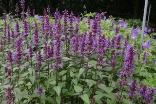 Agastache 'Purple Haze'