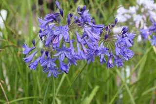 Agapanthus 'Queen Mum'