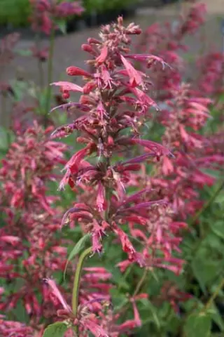 Agastache 'Raspberry Summer'