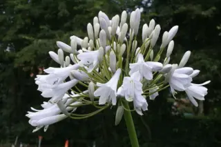 Agapanthus 'Rosemary'