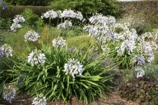 Agapanthus 'Rosemary'