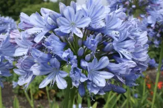 Agapanthus 'Rotterdam'