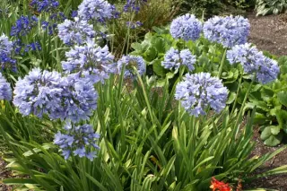 Agapanthus 'Rotterdam'