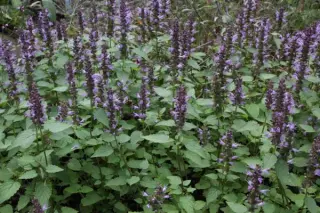 Agastache rugosa ex 'Little Adder' (Zaailingen)