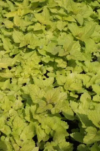 Agastache rugosa 'Golden Jubilee'