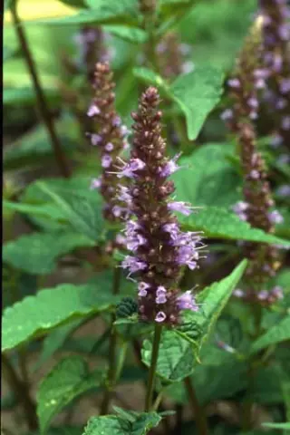 Agastache rugosa 'Heronsw. Str.'