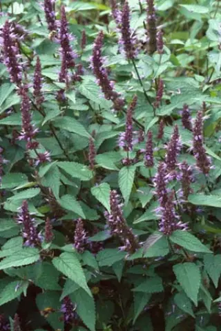 Agastache rugosa 'Heronsw. Str.'