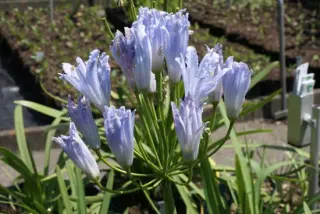 Agapanthus 'Sarah'