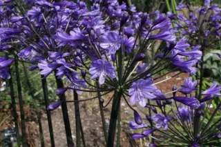 Agapanthus 'Senna'