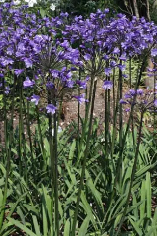 Agapanthus 'Senna'