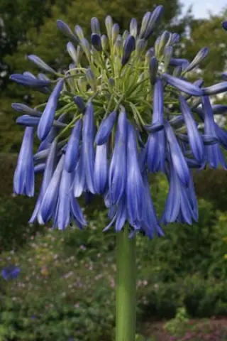 Agapanthus 'Sky Rocket'
