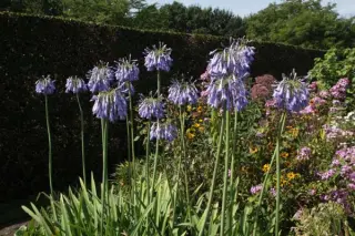 Agapanthus 'Sky Rocket'