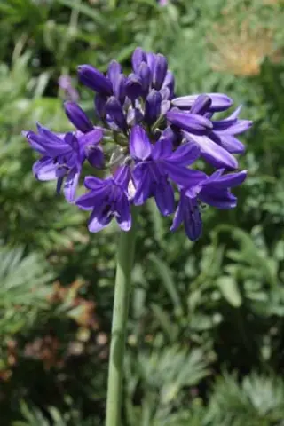 Agapanthus 'Sofie'