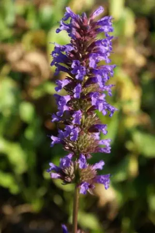 Agastache 'Spicey'