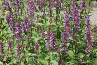 Agastache 'Spicey'