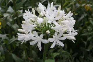 Agapanthus 'Stephanies Charm'