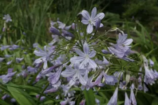 Agapanthus 'Stockholm'