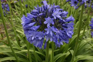Agapanthus 'Sylvine'