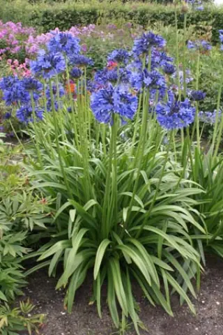 Agapanthus 'Sylvine'