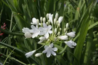 Agapanthus 'Thorn'