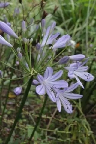 Agapanthus 'Tiny Tim'