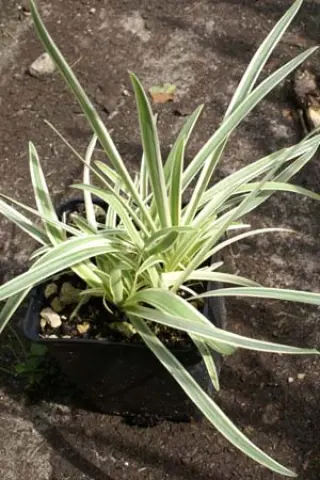 Agapanthus 'Tinkerbell'