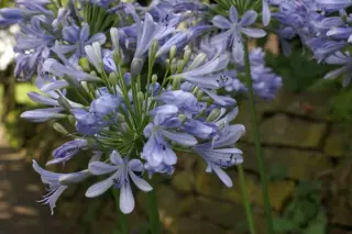 Agapanthus 'Tsolo'