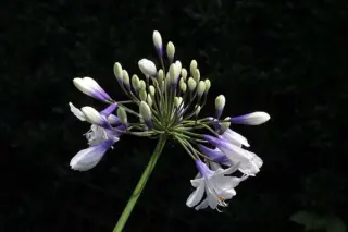 Agapanthus 'Twister'