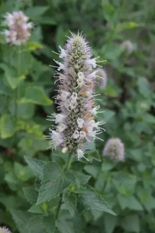 Agastache urticifolia (echt)