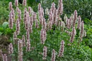 Agastache urticifolia (echt)
