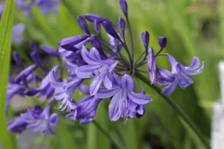 Agapanthus 'Veendam'