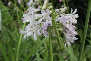 Agapanthus 'Windsor Grey'