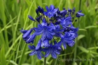 Agapanthus 'Windlebrooke'