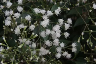 Ageratina ligustrina (Eupatorium l.)