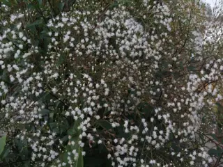Ageratina ligustrina (Eupatorium l.)