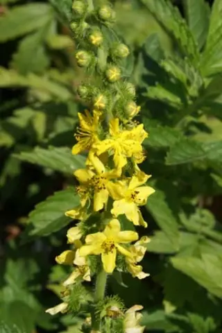 Agrimonia eupatorium
