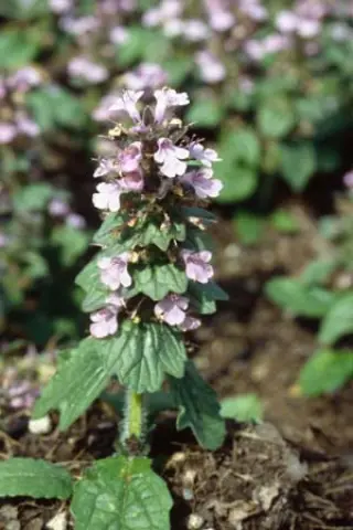 Ajuga genevensis 'Rosea'