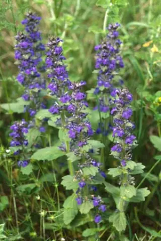 Ajuga genevensis