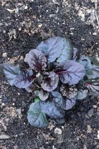 Ajuga reptans 'Black Scallop'