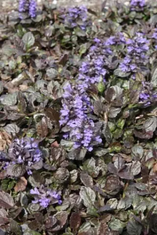 Ajuga reptans 'Black Scallop'