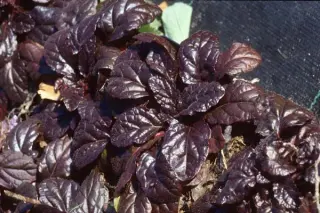 Ajuga reptans 'Braunherz'