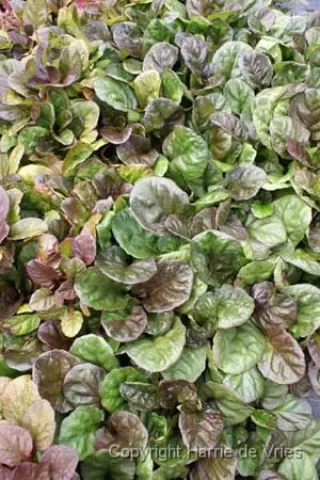 Ajuga reptans 'Catlins Giant'