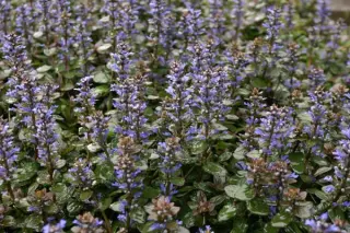 Ajuga reptans 'Valfredda'